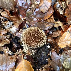 Spiny Puffball