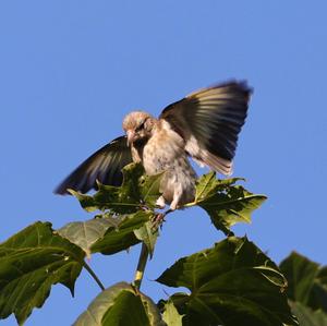 European Goldfinch