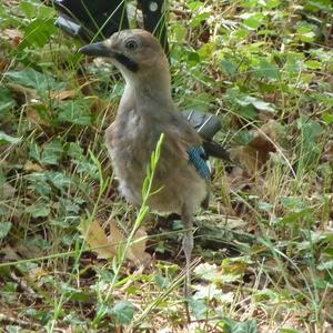 Eurasian Jay