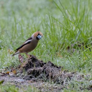 Hawfinch