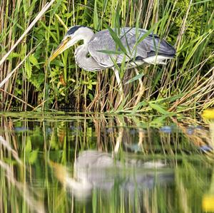 Grey Heron