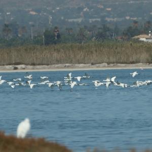 Eurasian Spoonbill