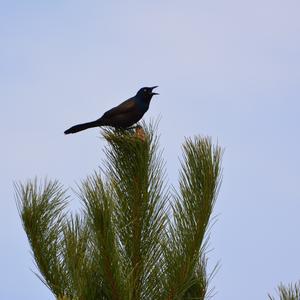 Common Grackle