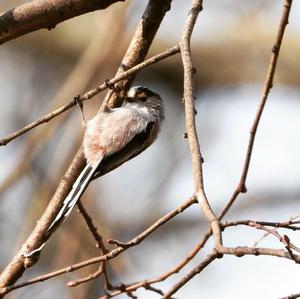 Long-tailed Tit