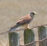 Common Kestrel