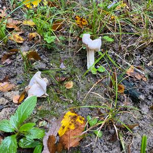 Fluted White Helvella