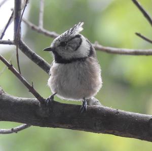 Crested Tit