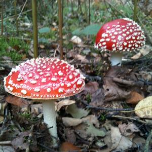 Fly Agaric