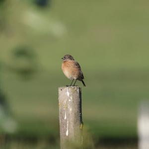 European stonechat