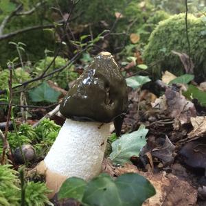 Stinkhorn, Common