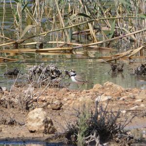 Little Ringed Plover