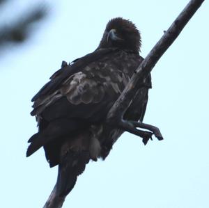 Golden Eagle