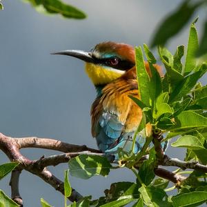 European Bee-eater