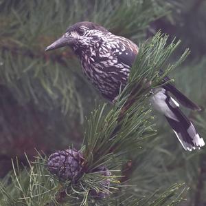 Spotted Nutcracker