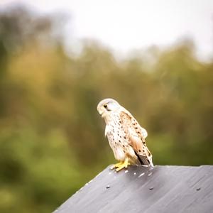 Common Kestrel