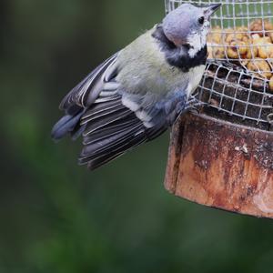 Great Tit