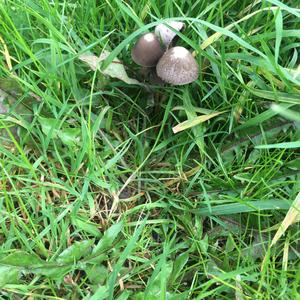 Lawn Mower`s Mushroom