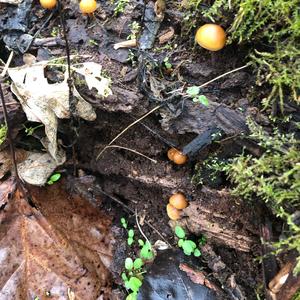 Deadly Galerina