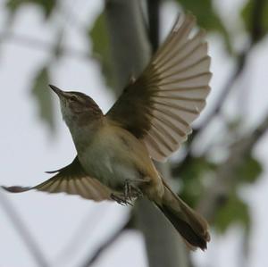 Great Reed-warbler