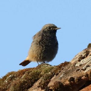 Black Redstart