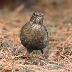 Eurasian Blackbird