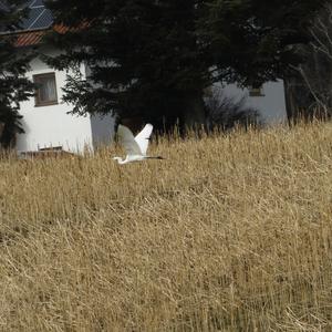 Great Egret