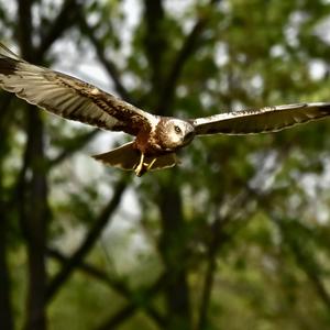 Western Marsh-harrier