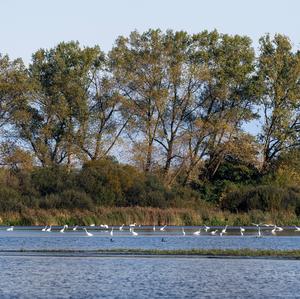 Great Egret