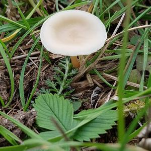 Meadow Clitocybe