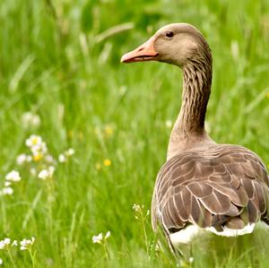 Greylag Goose