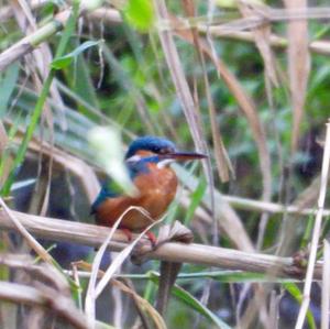 Common Kingfisher