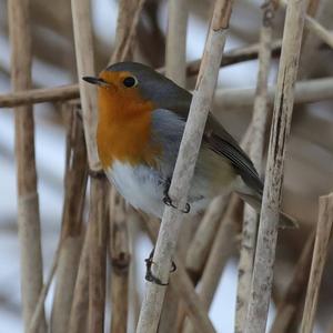 European Robin