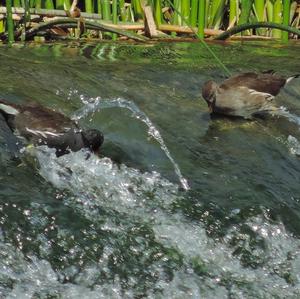 Common Moorhen