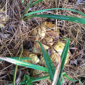 Peppery Bolete