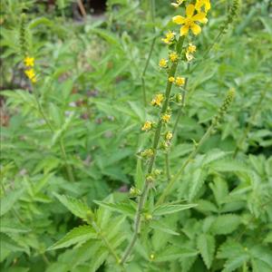 Agrimony (Common)