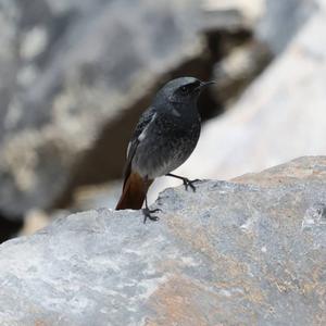 Black Redstart