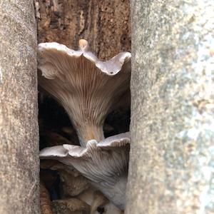 Oyster Mushroom