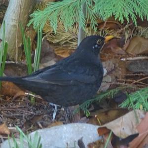 Eurasian Blackbird