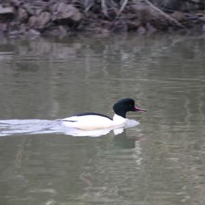 Common Merganser