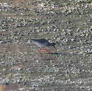 Common Redshank