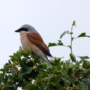 Red-backed Shrike