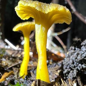 Trumpet Chanterelle