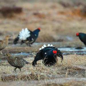 Black Grouse