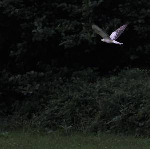 Common Buzzard