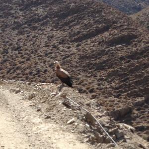 Griffon Vulture