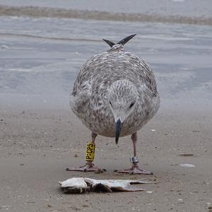 Herring Gull