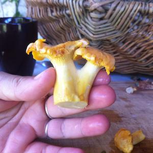 Chanterelle, Common