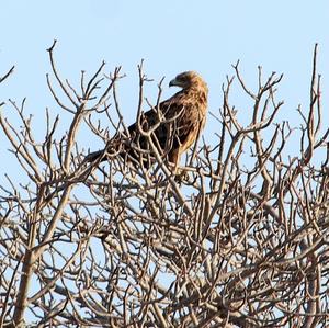 Tawny Eagle