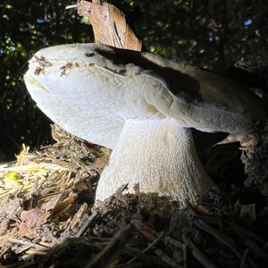 Summer Bolete