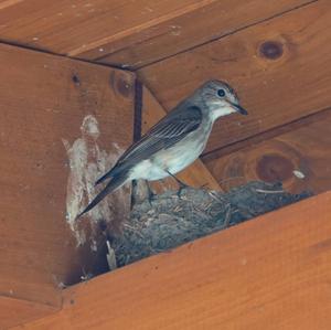 Spotted Flycatcher